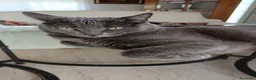 Azul Ruso gatos en venta: Azul ruso hipoalergénico  - Anuncio 4