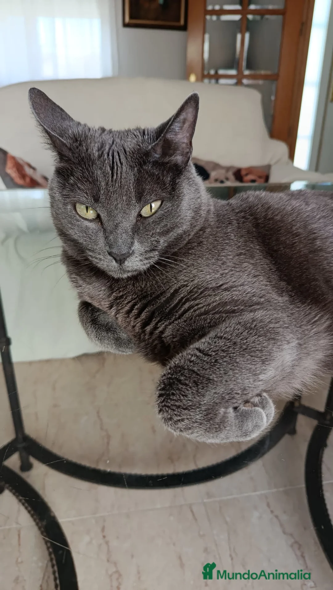 Azul Ruso gatos en venta: Azul ruso hipoalergénico  - Anuncio 4