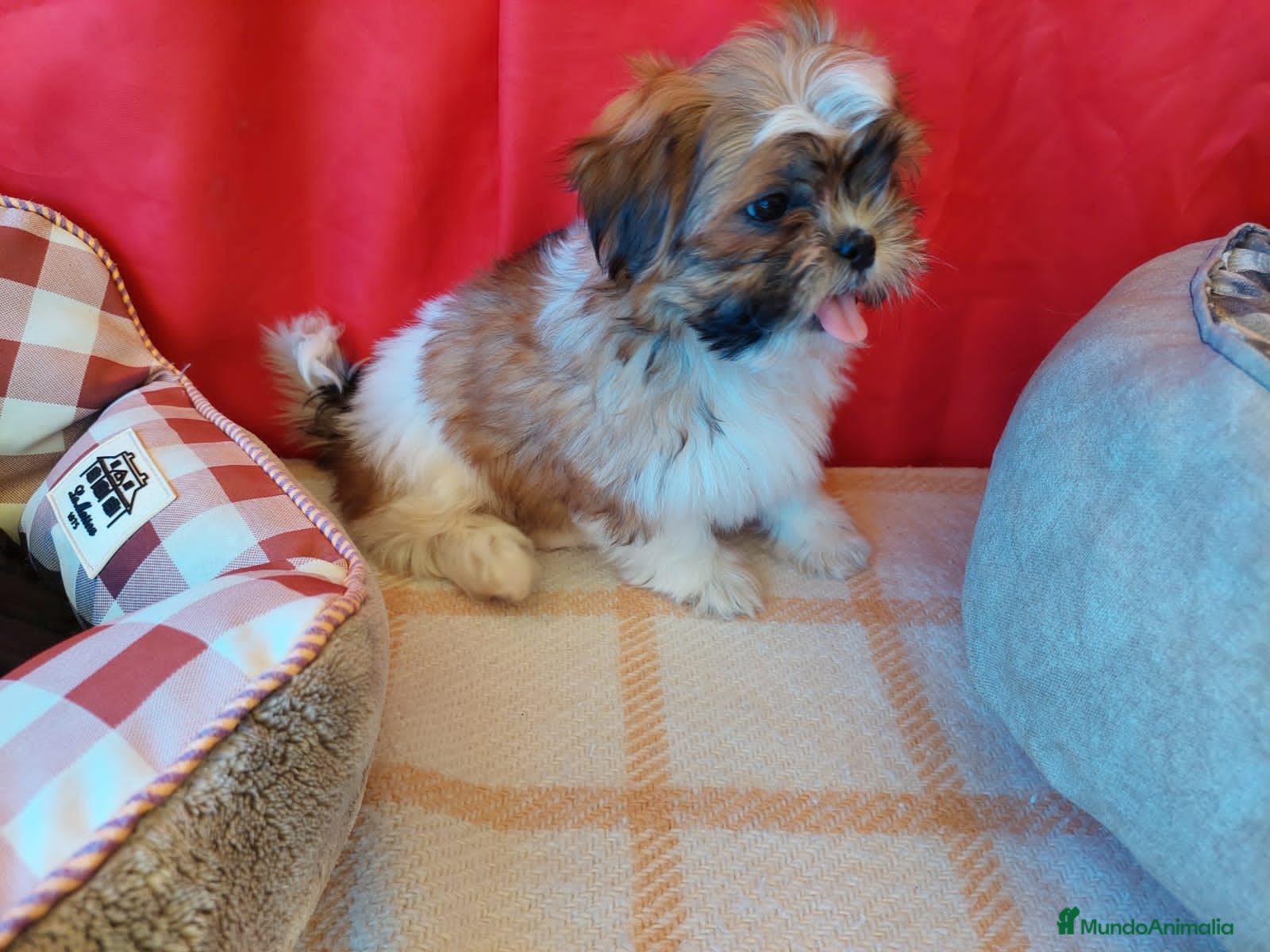 Shih Tzu perros en venta: Cachorro de Shi Tzu - Anuncio 1