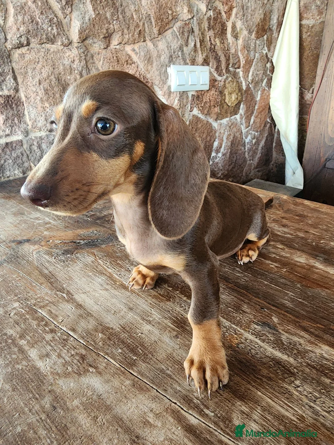 Teckel perros en venta: Teckel kanichen precio real. - Anuncio 28