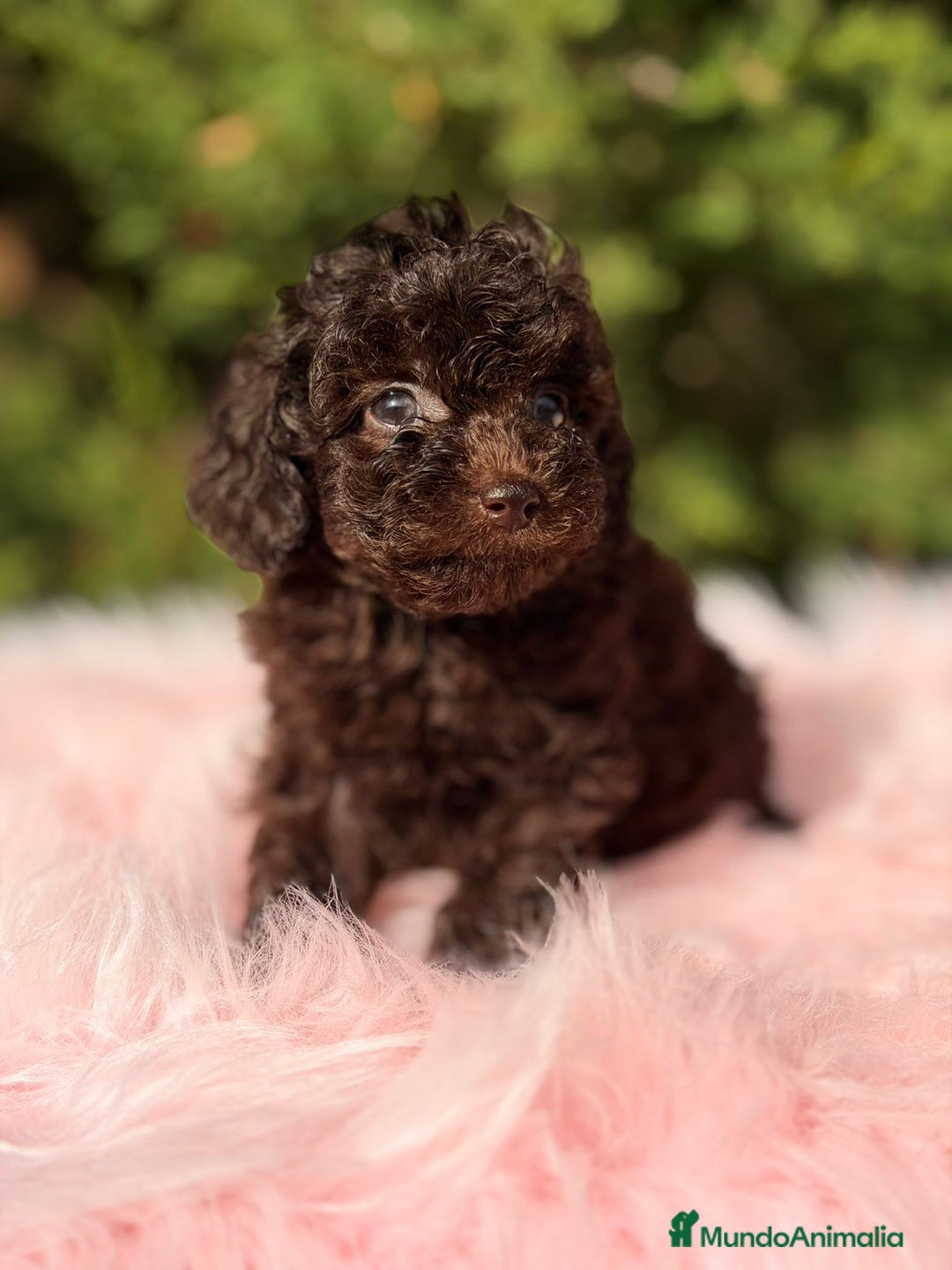 Maltipoo perros en venta: Maltipoo chocolate - Anuncio 2