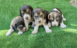 Beagle perros en venta: Beagle - Imagen 6