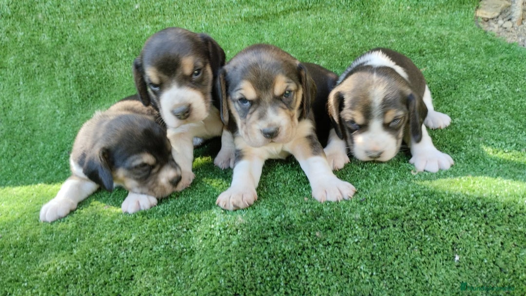 Beagle perros en venta: Beagle - Imagen 6