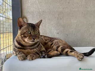 Bengalí gatos Bengali - Anuncio 2