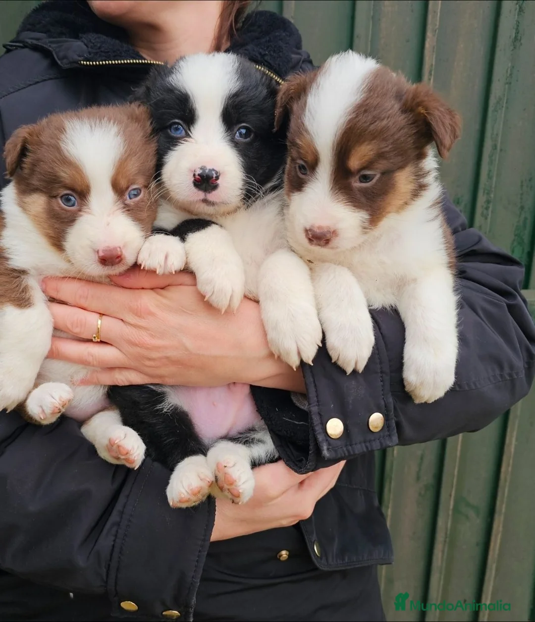 Border Collie perros en venta: CACHORROS DE BORDER COLLIE - Anuncio 2