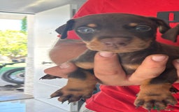 Dobermann perros en venta: Doberman  - Imagen 5