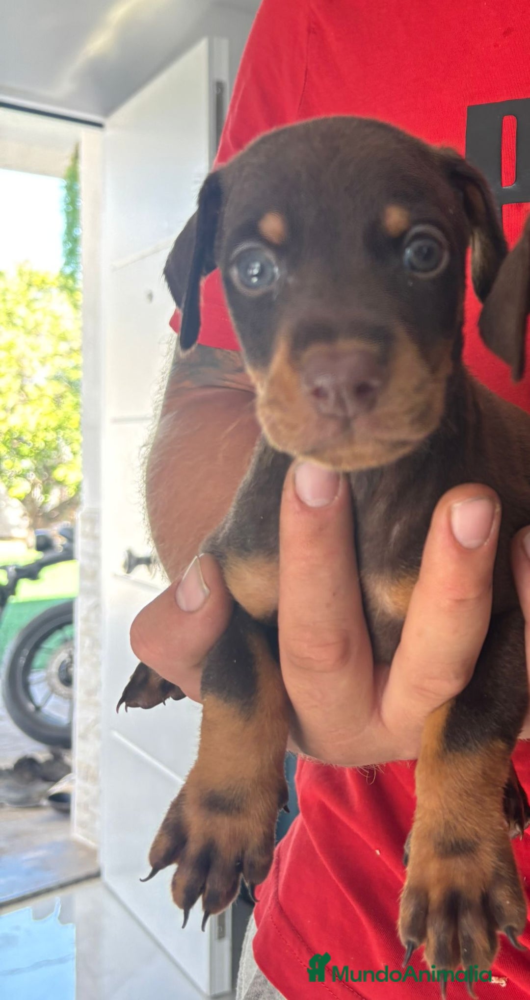 Dobermann perros en venta: Doberman  - Imagen 5