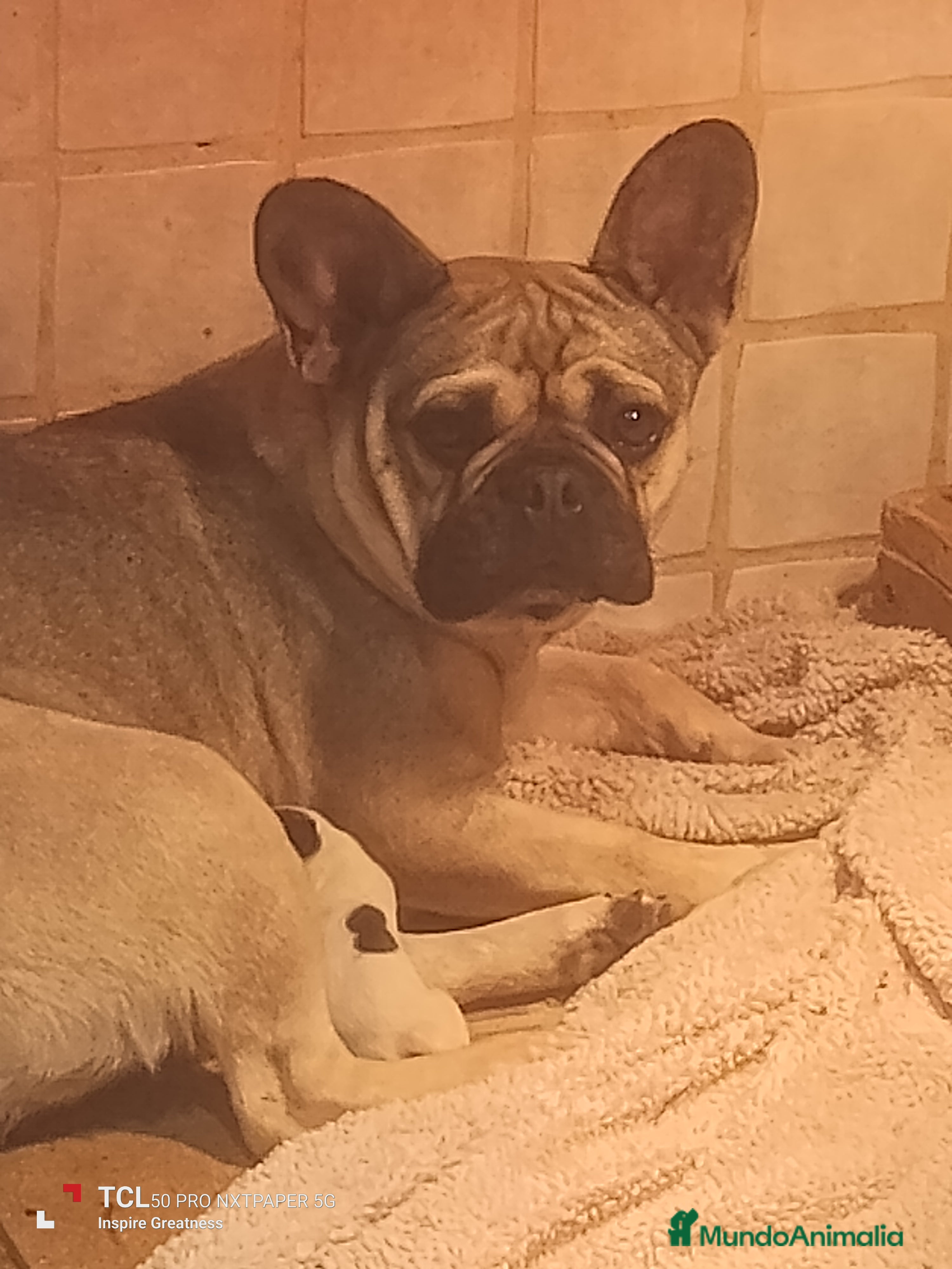 Bulldog Francés perros Bulldog francés  - Anuncio 7