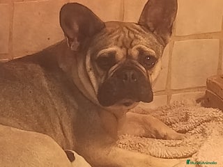 Bulldog Francés perros Bulldog francés - Anuncio 1