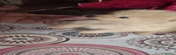 Pomerania perros en venta: Pomerania toy - Anuncio 2