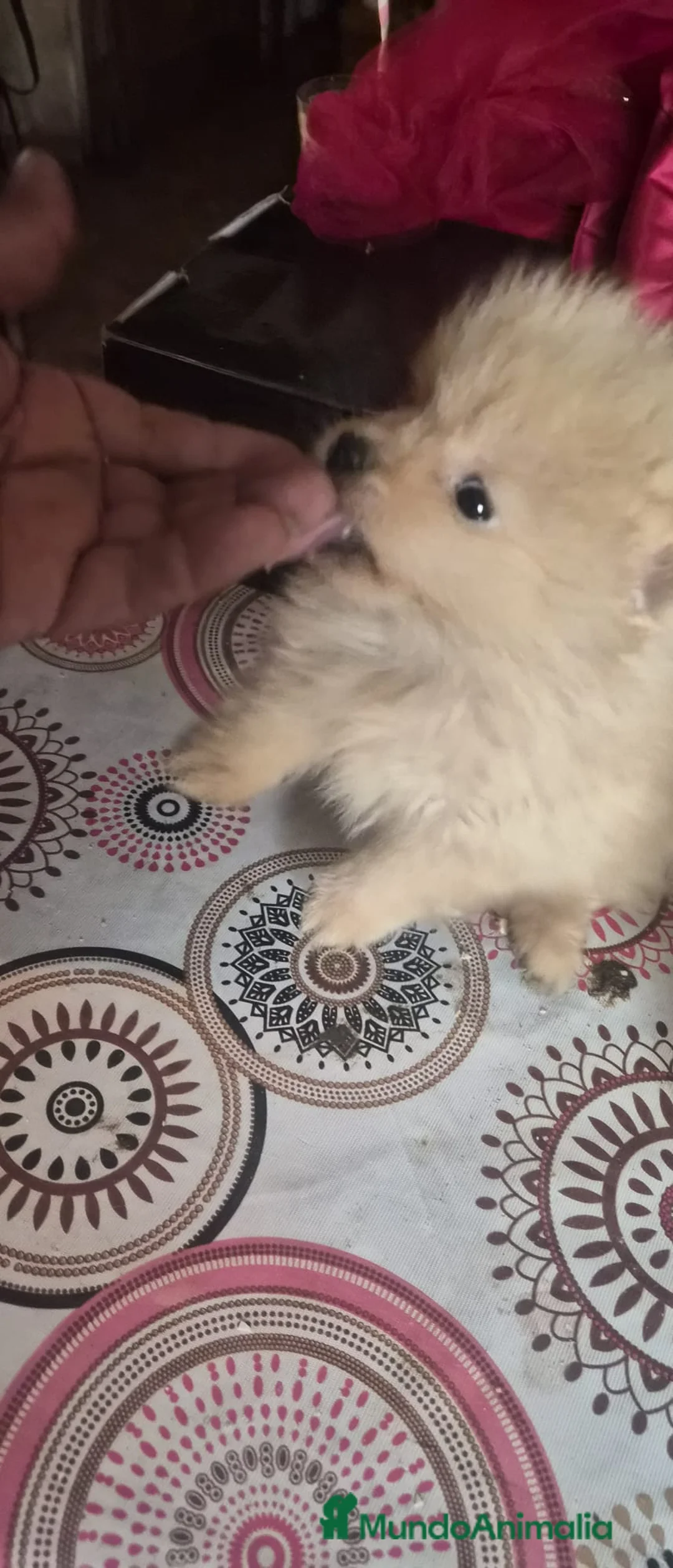 Pomerania perros en venta: Pomerania toy - Anuncio 2
