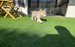 Husky Siberiano perros en venta: HUSKY Y LOBO ARTICO - Imagen 17
