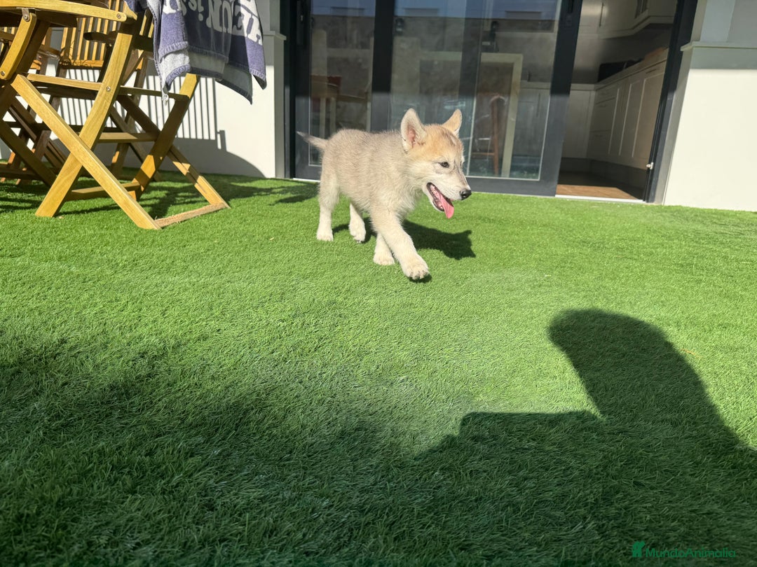 Husky Siberiano perros en venta: HUSKY Y LOBO ARTICO - Imagen 17