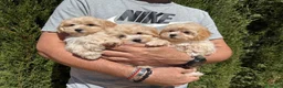 Maltipoo perros en venta: Maltipoo tres hermanitos buscan familia!! - Anuncio 4