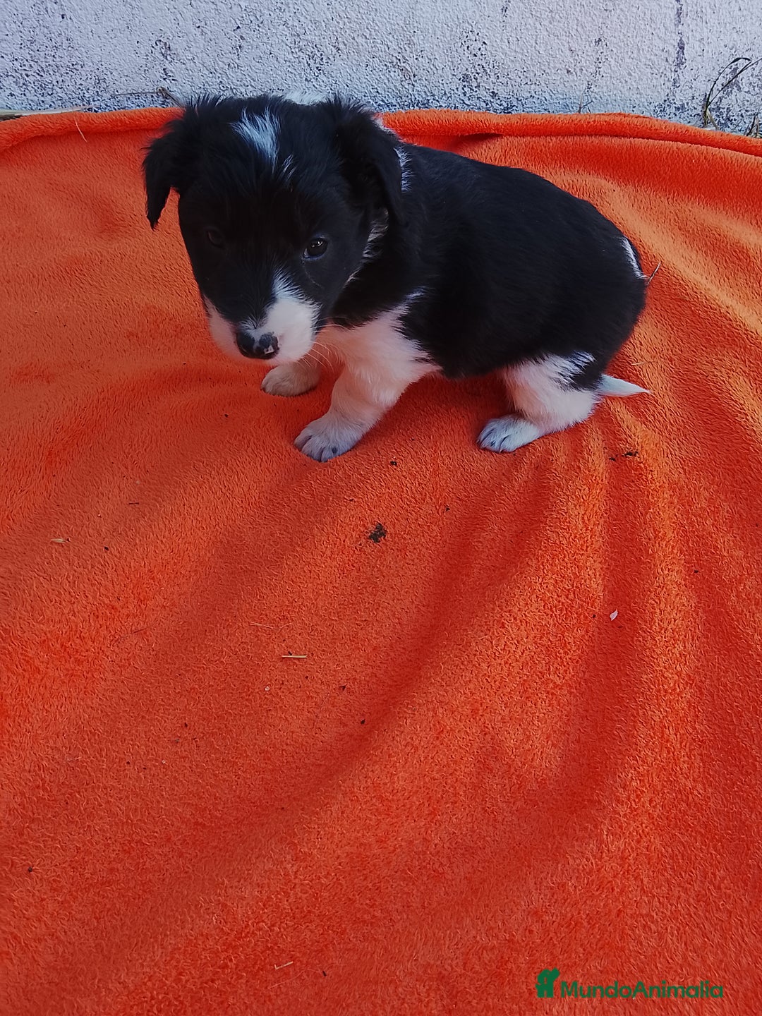 Border Collie perros en venta: Border collie  - Imagen 8