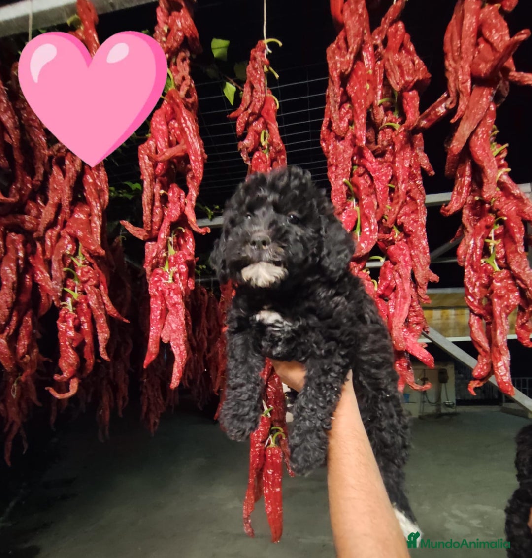 Perro de Agua Español perros en venta: Preciosos cachorros Perros De Agua - Imagen 3