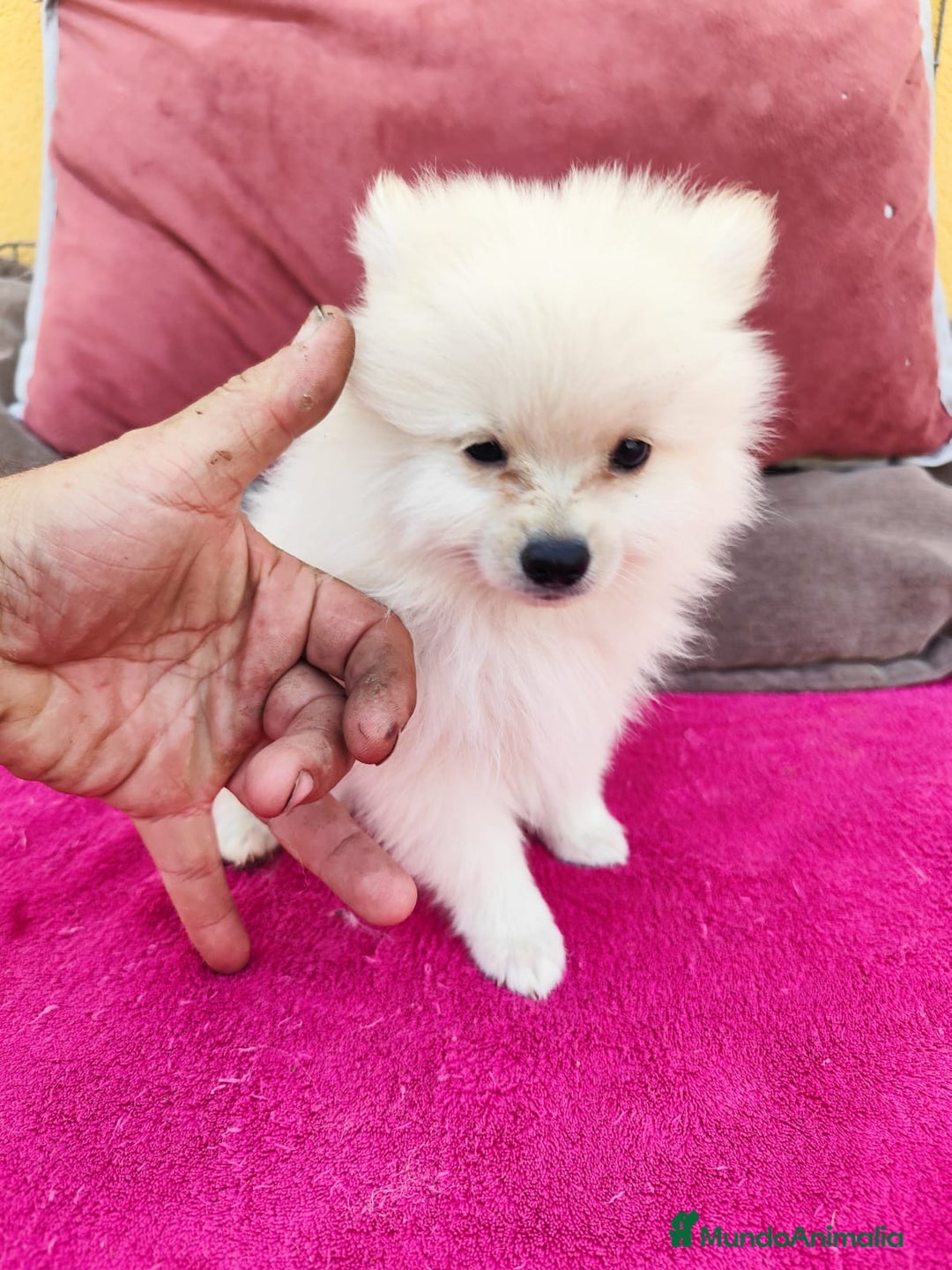 Pomerania perros en venta: Pomerania toy macho blanco  - Imagen 1