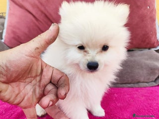 Pomerania perros - Anuncio 2