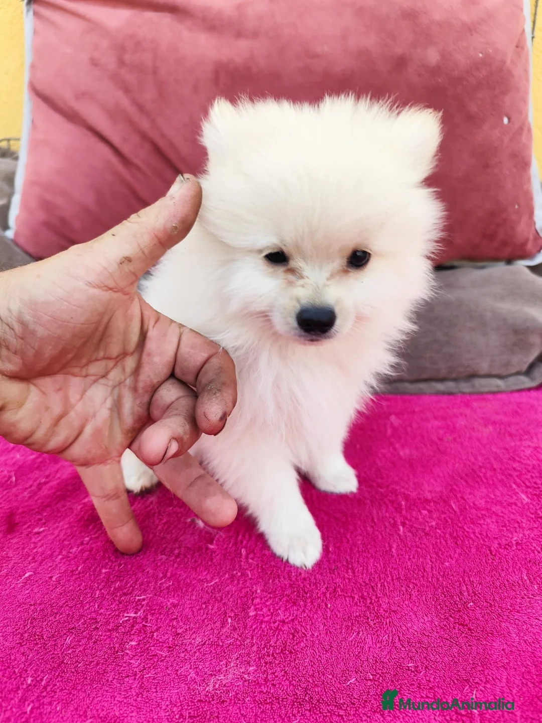 Pomerania perros en venta: Pomerania toy macho blanco  - Anuncio 1
