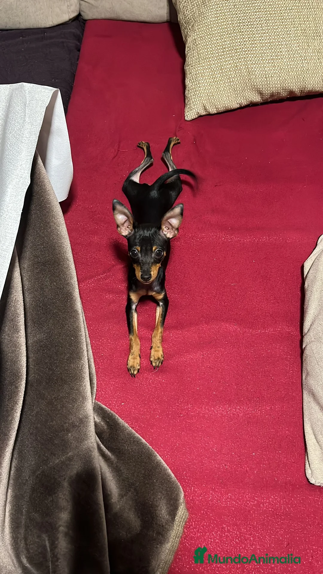 Pinscher Miniatura perros en venta: Pinscher miniatura - Anuncio 5