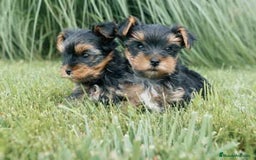 Yorkshire Terrier perros en venta: Yorkshire terrier Toy machos disponibles  - Anuncio 2