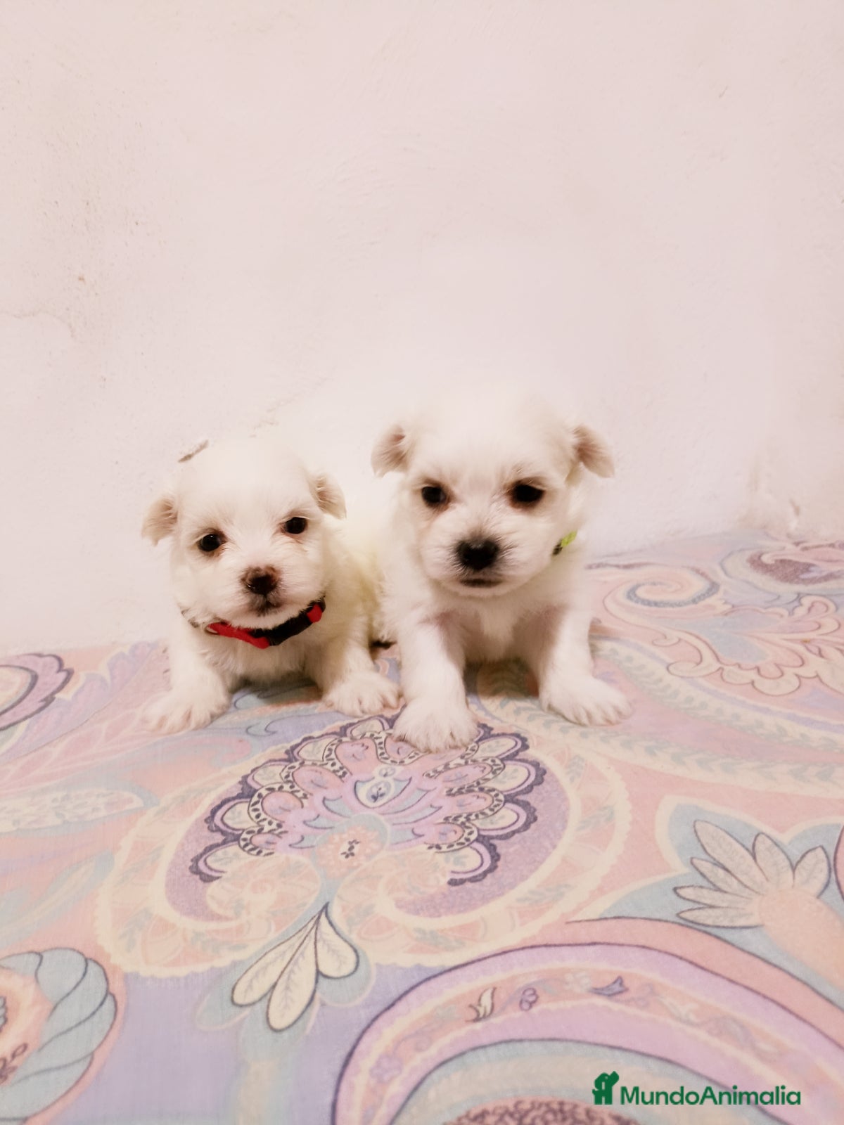 Bichón Maltés perros en venta: BICHON MALTES TOY - Anuncio 5