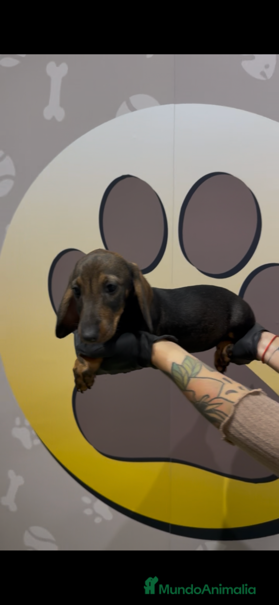 Teckel perros en venta: Teckel estándar hembra - Anuncio 5