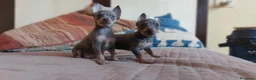 Pinscher Miniatura perros en venta: Pinscher miniatura MADRID  en Ciudad Real - Anuncio 6