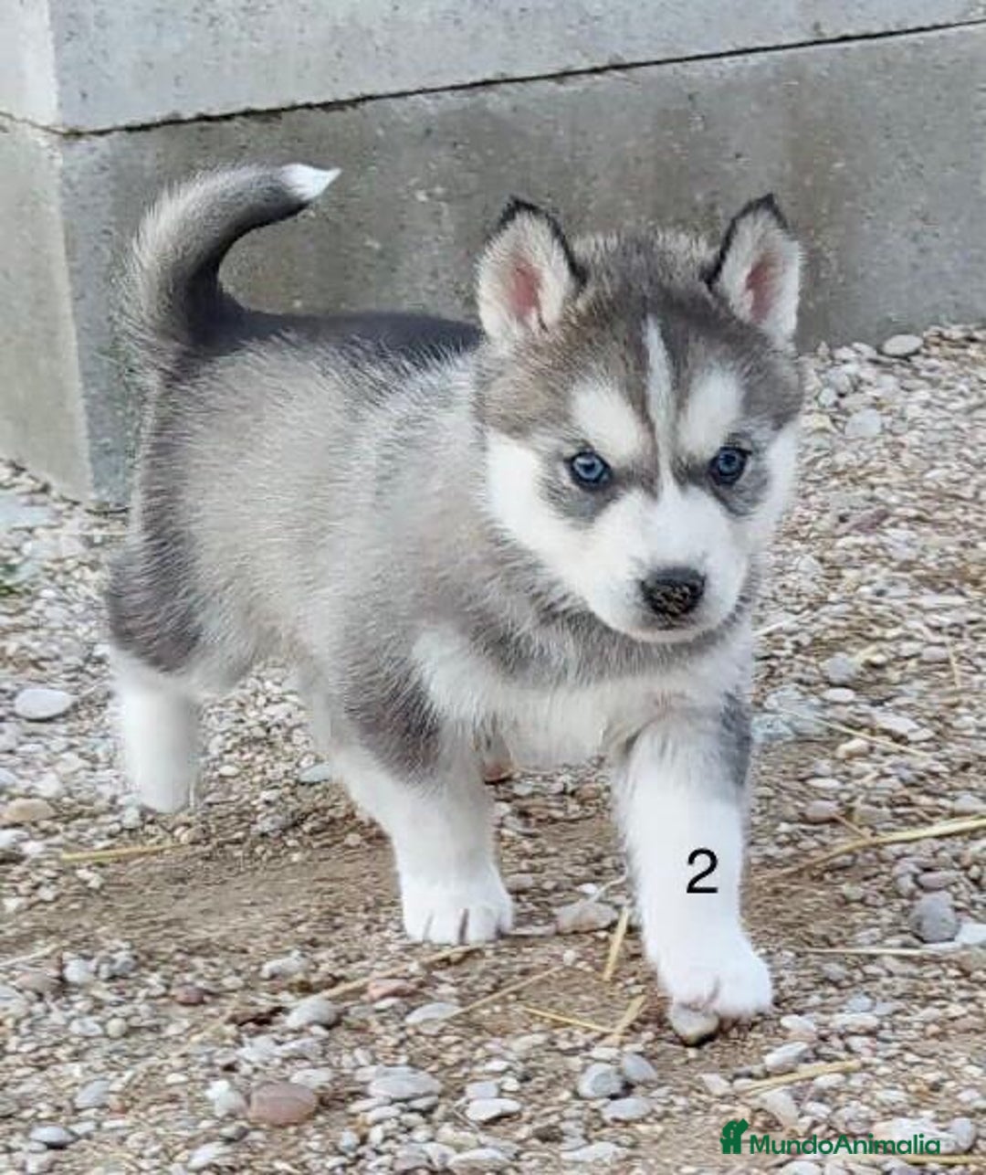 Husky Siberiano perros en venta: Husky Siberiano  - Anuncio 4