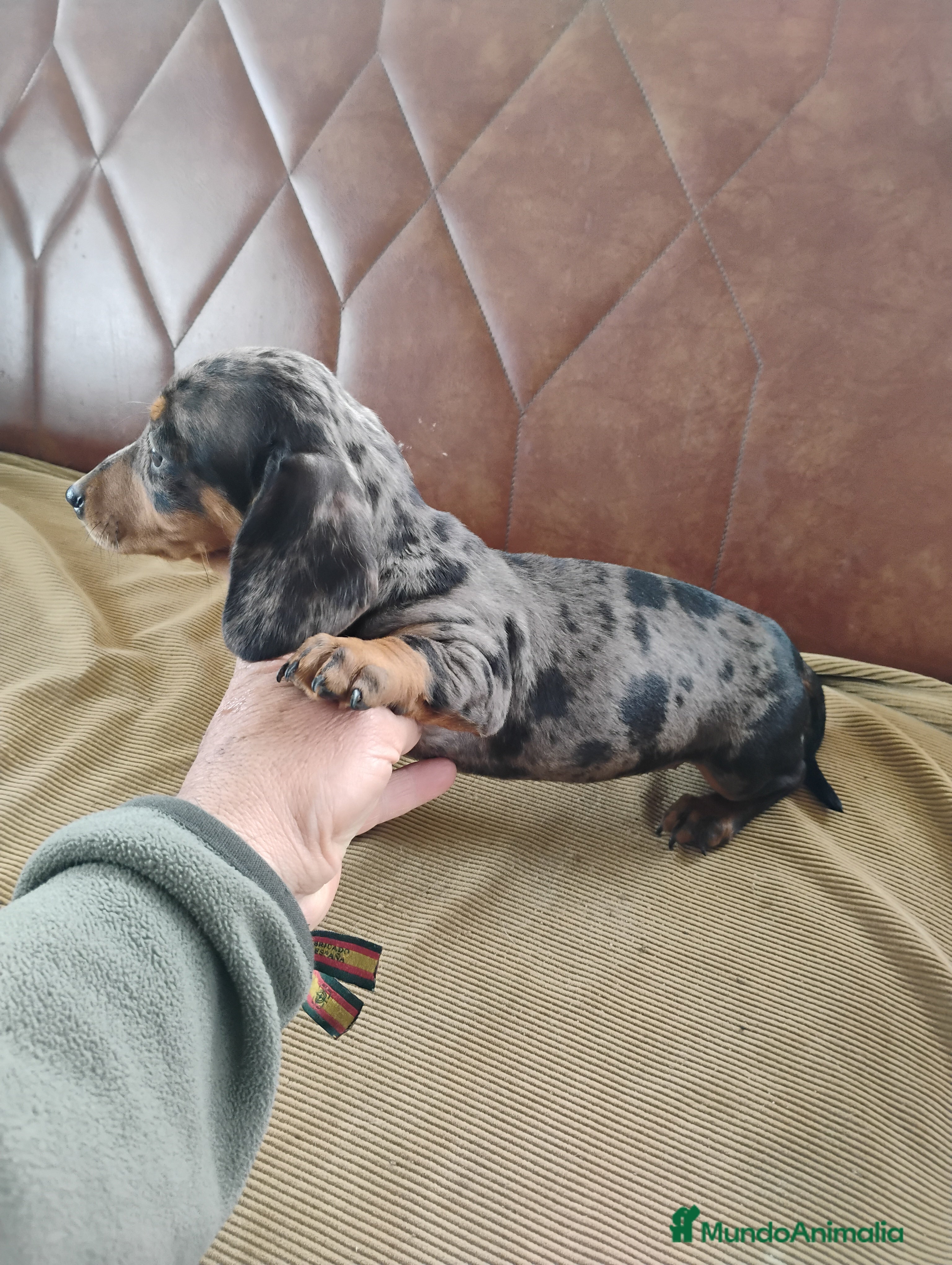 Teckel Miniatura perros Cachorrita teckel arlequín plata  - Anuncio 1