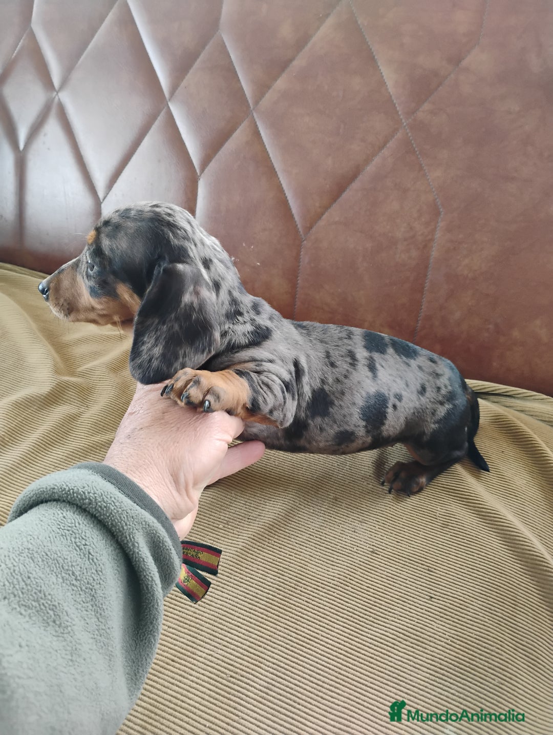 Teckel Miniatura perros en venta: Cachorrita teckel arlequín plata  - Anuncio 1