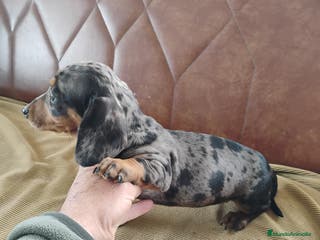 Teckel Miniatura perros Cachorrita teckel arlequín plata - Anuncio 29