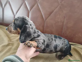 Teckel Miniatura perros Cachorrita teckel arlequín plata - Anuncio 36