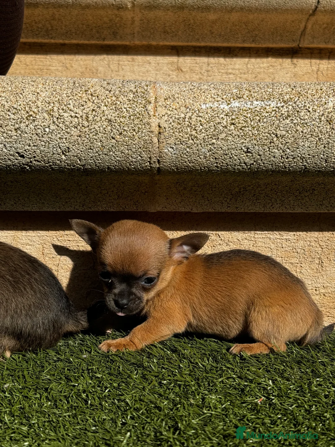 Chihuahua perros en venta: Chihuahua toy en Illes Balears - Anuncio 5