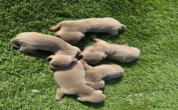Teckel perros - Anuncio 3