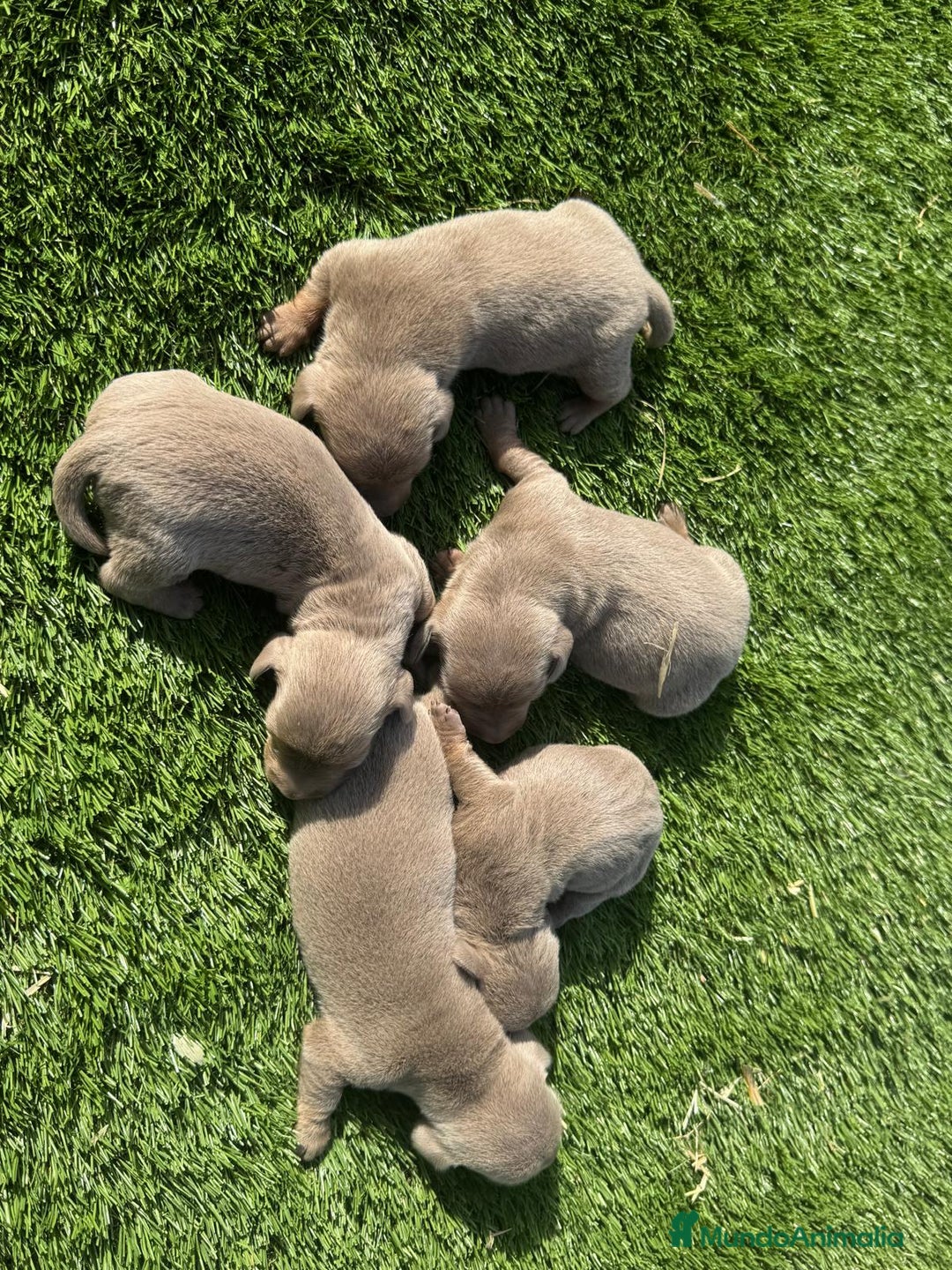Teckel perros en venta: Teckel Isabelo  - Imagen 1