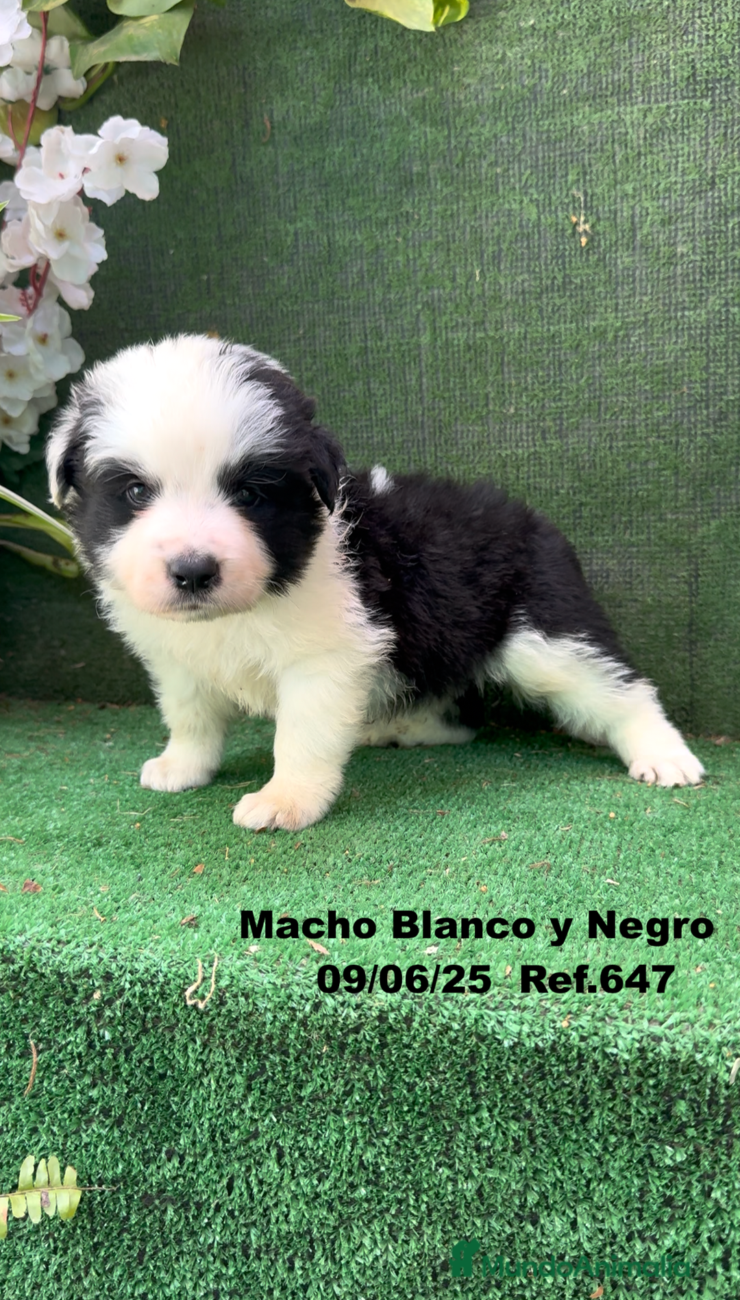 Border Collie perros en venta: BORDER COLLIE DE VILLA BIZNAGA - Imagen 39