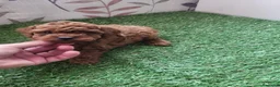 Raza Mixta perros en venta: Caniche - Anuncio 4