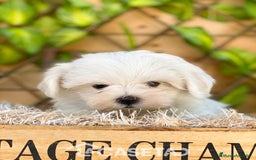 Bichón Maltés perros en venta: Camada de Gala  - Imagen 4