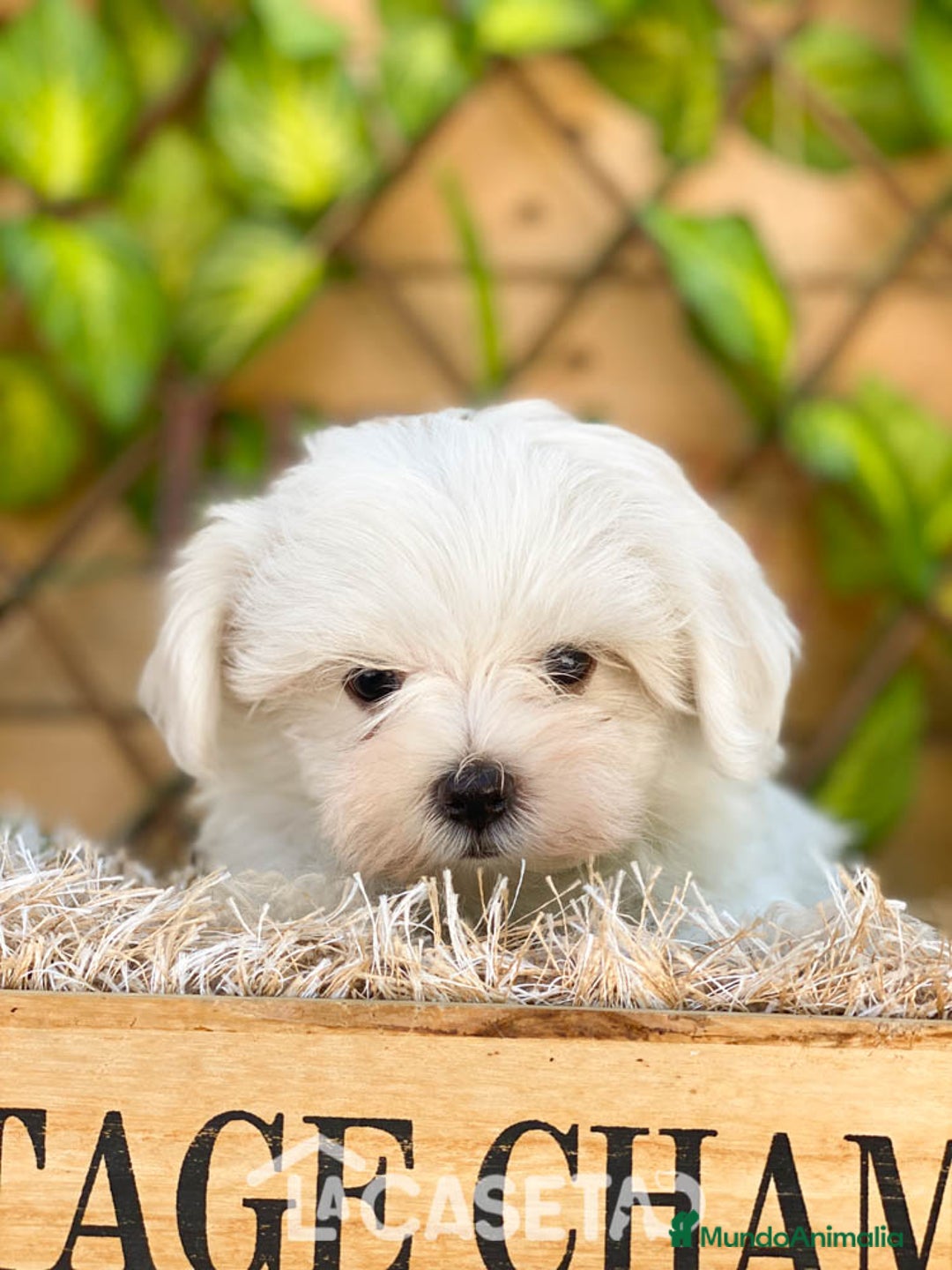 Bichón Maltés perros en venta: Camada de Gala  - Imagen 4