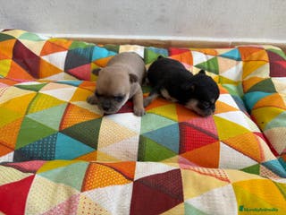 Chihuahua perros PRECIOSAS HEMBRITAS MINI TOYS en Madrid - Anuncio 7
