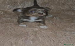 Chihuahua perros en venta: Chihuahua lilac ruso pelo largo  - Imagen 1