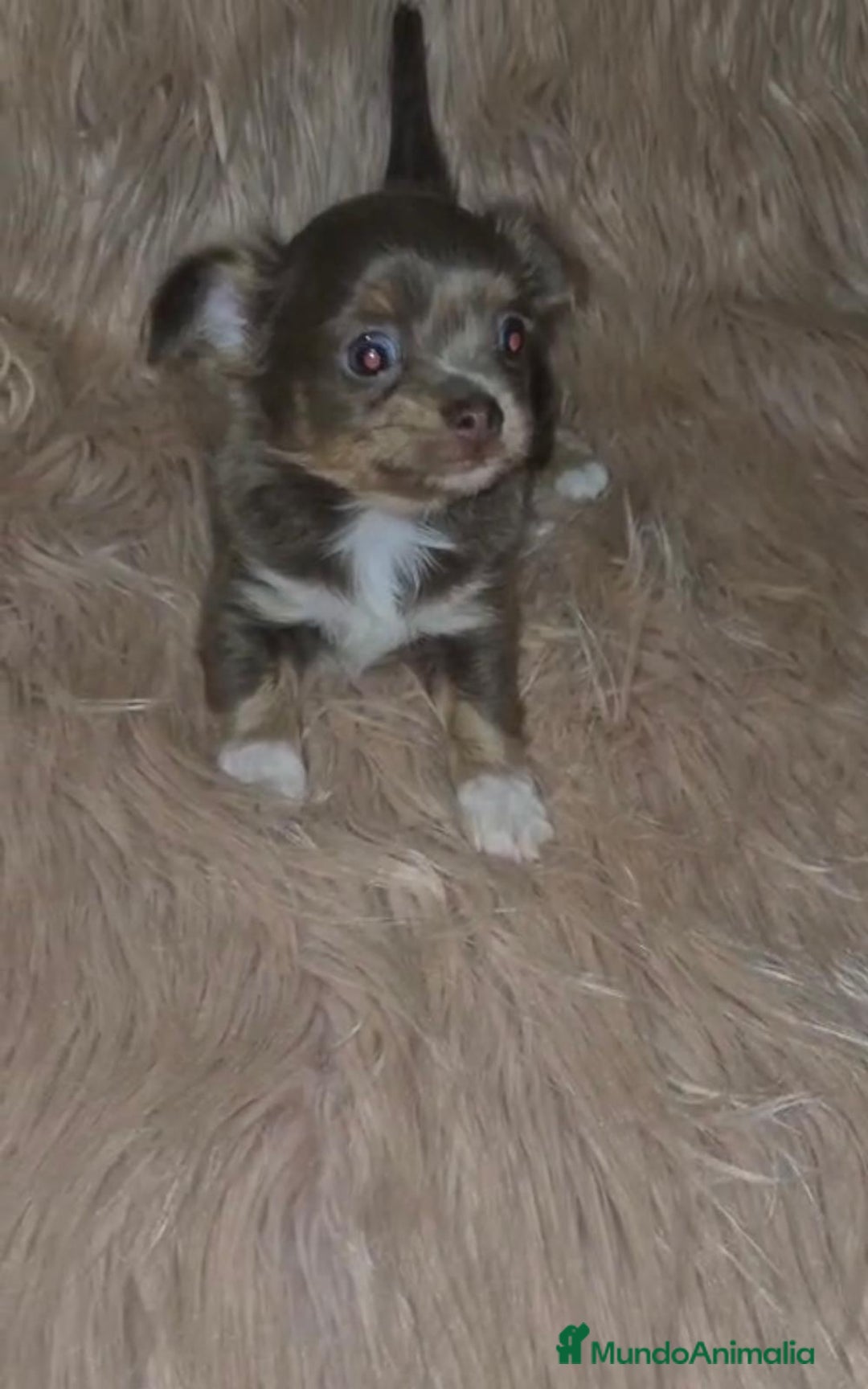 Chihuahua perros en venta: Chihuahua lilac ruso pelo largo  - Imagen 1