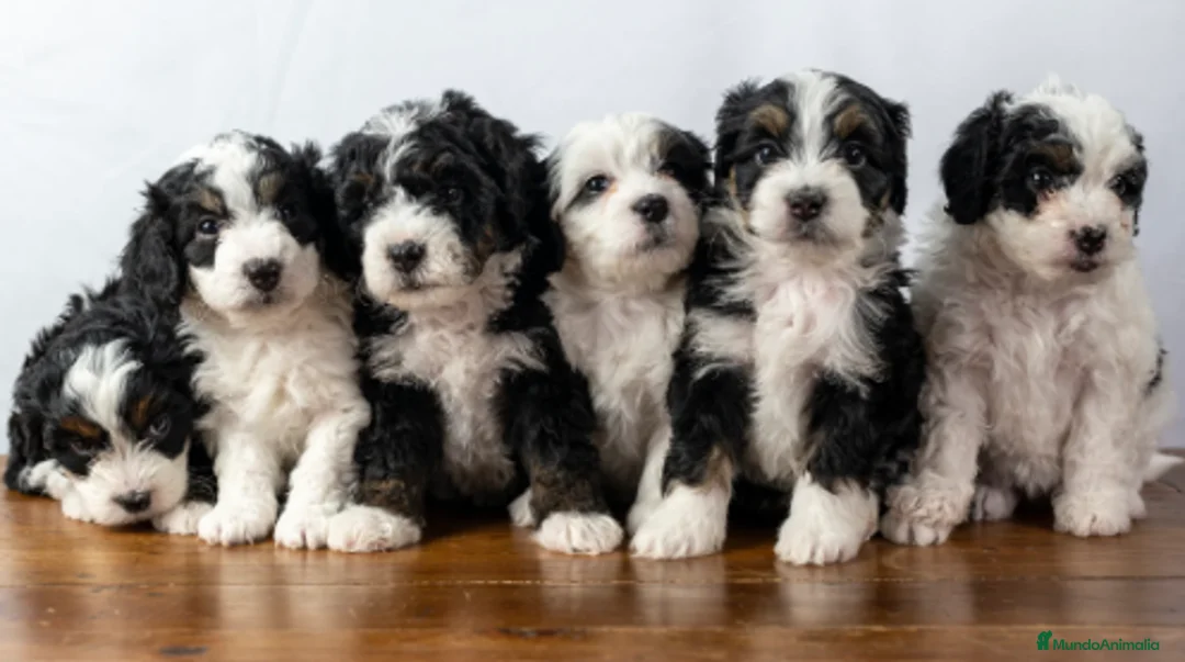 Raza Mixta perros en venta: BERNADOODLE  - Anuncio 1