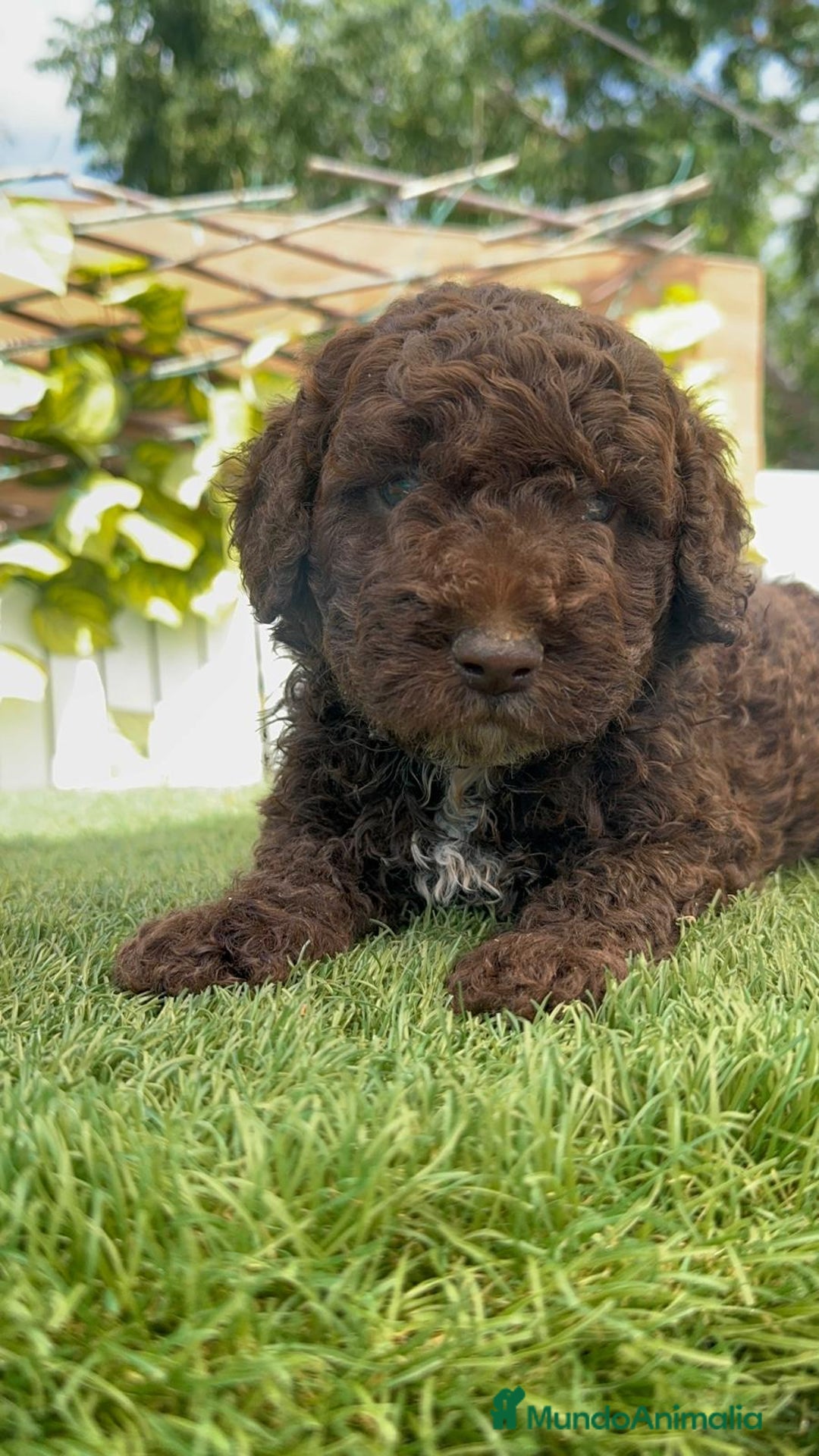 Perro de Agua Español perros en venta: PERRO DE AGUA ESPAÑOL - Imagen 31