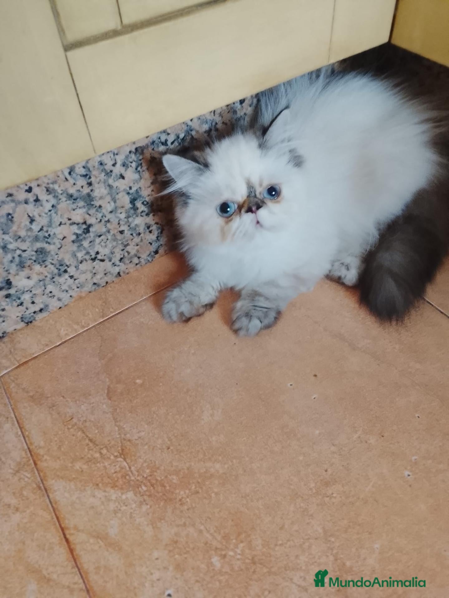 Persa gatos Gatas persas  - Anuncio 17