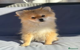 Pomerania perros en venta: Lulu pomerania toy - Imagen 2