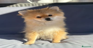 Pomerania perros - Anuncio 15