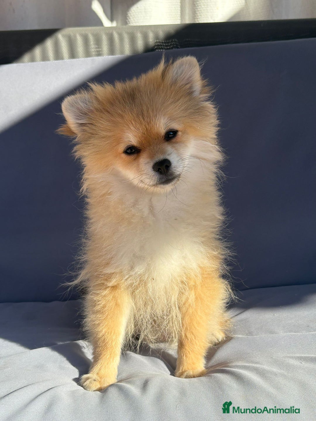 Pomerania perros en venta: Lulu pomerania toy - Imagen 2