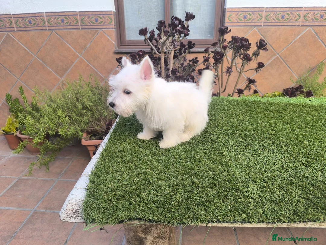 West Highland White Terrier perros en venta: Westy - Anuncio 1